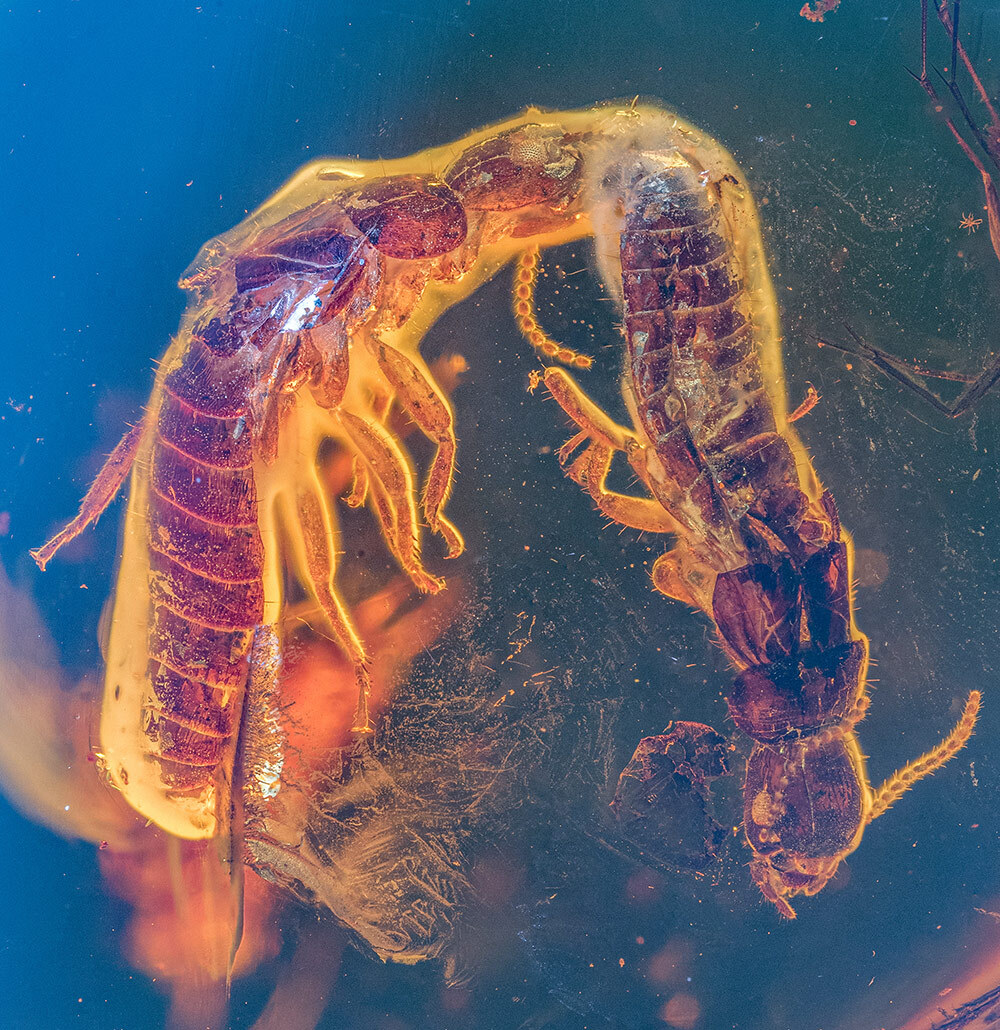 Two termites attached to each other and trapped in amber their bodies glow orange on a blue background