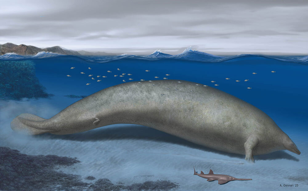 The ancient whale Perucetus colossus depicted in its coastal habitat. The 37-million-year-old fossil bones were so large, experts thought they were boulders. They may have come from the heaviest animal that ever lived.