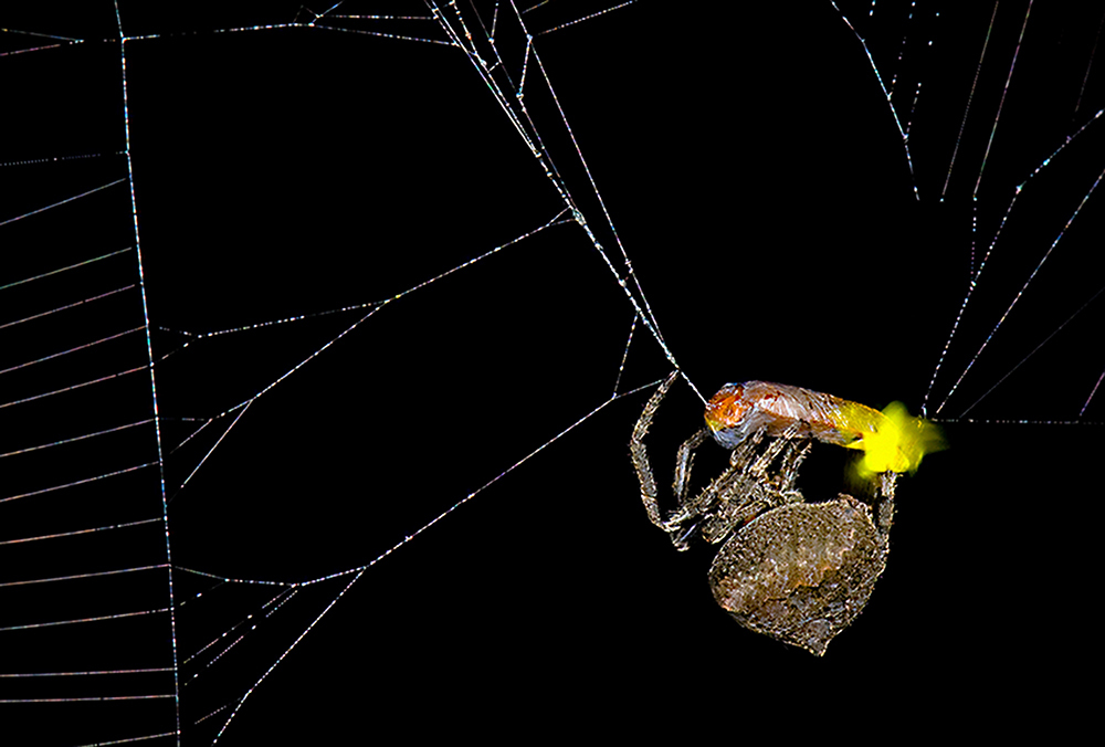 An Araneus ventricosus spider manipulates and exploits firefly's bioluminescent signals