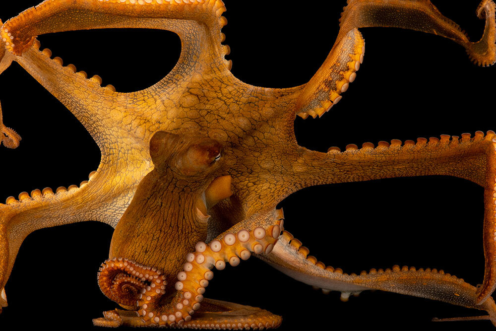 an octopus