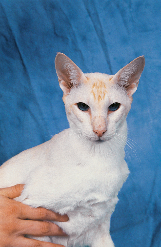 Close-up of a person's hand with a Red Point Siamese cat