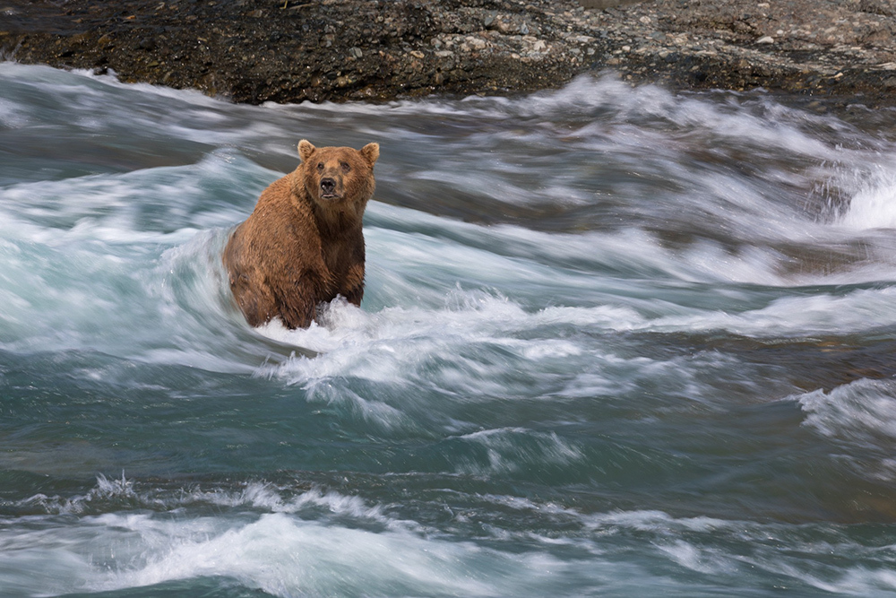 A male brown bear, known locally as Braveheart, fishes for salmon at McNeil Falls.