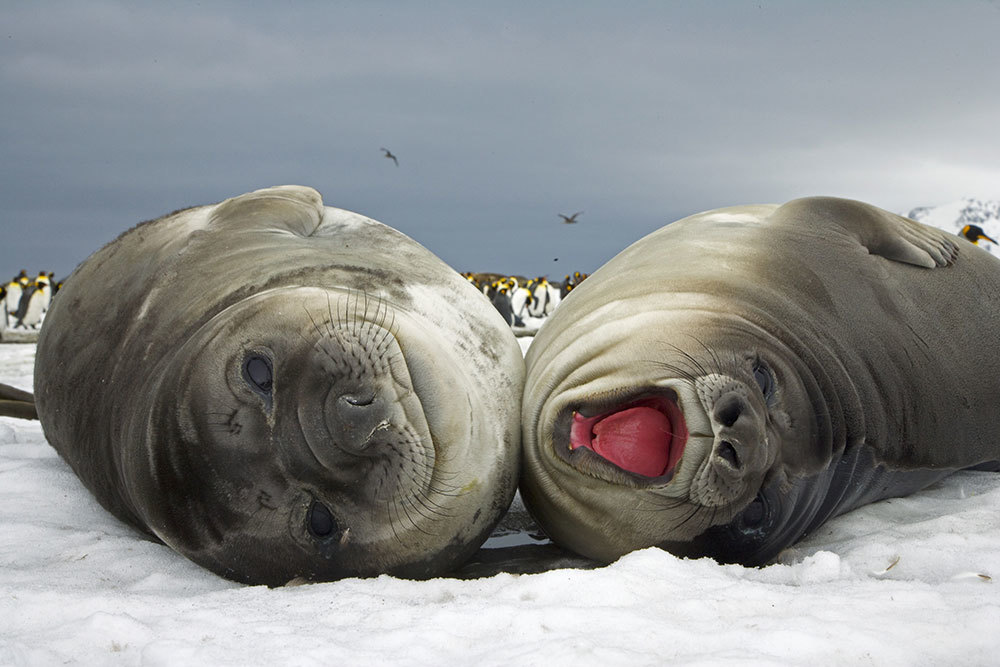 A picture two elephant seal pups on the ice. One is yawning while the other looks at the camera.