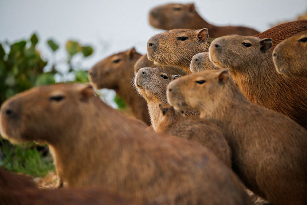 capabaras are popular on social media