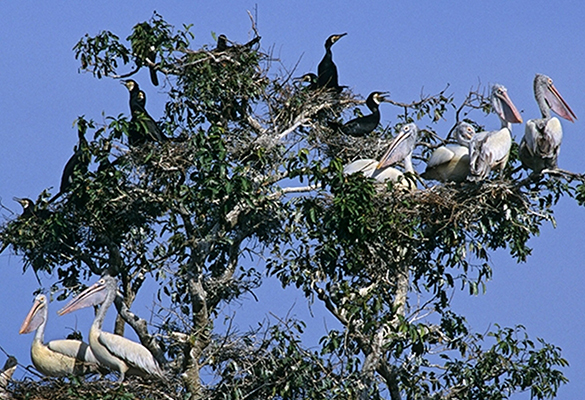 Protected spot-billed pelicans flock together in Cambodia's Prek Toal sanctuary.