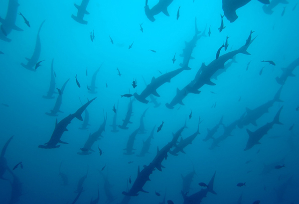 Scalloped hammerhead sharks, Sphyrna lewini, are known to form great schools. But scientists are trying to solve mysteries about them, such as where do they breed and migrate?