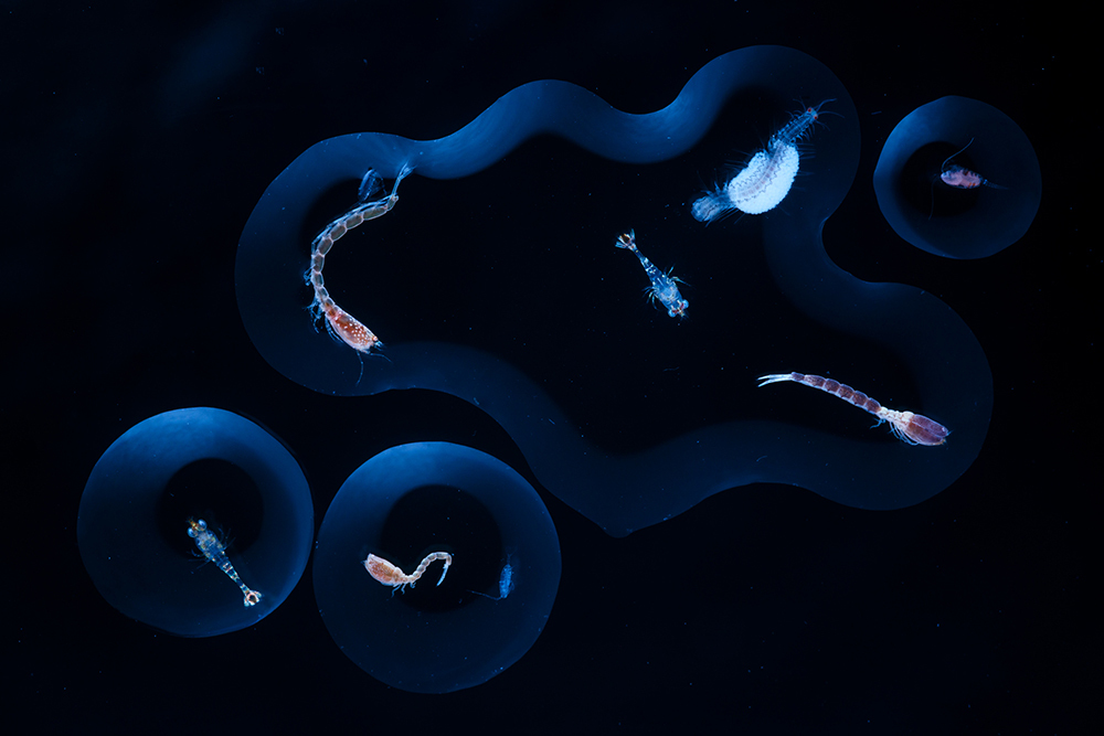 Sea water drops containing several plankton creatures from a night sampling.