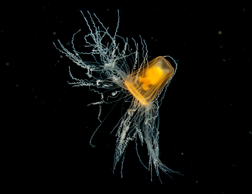 An ‘immortal’ jellyfish