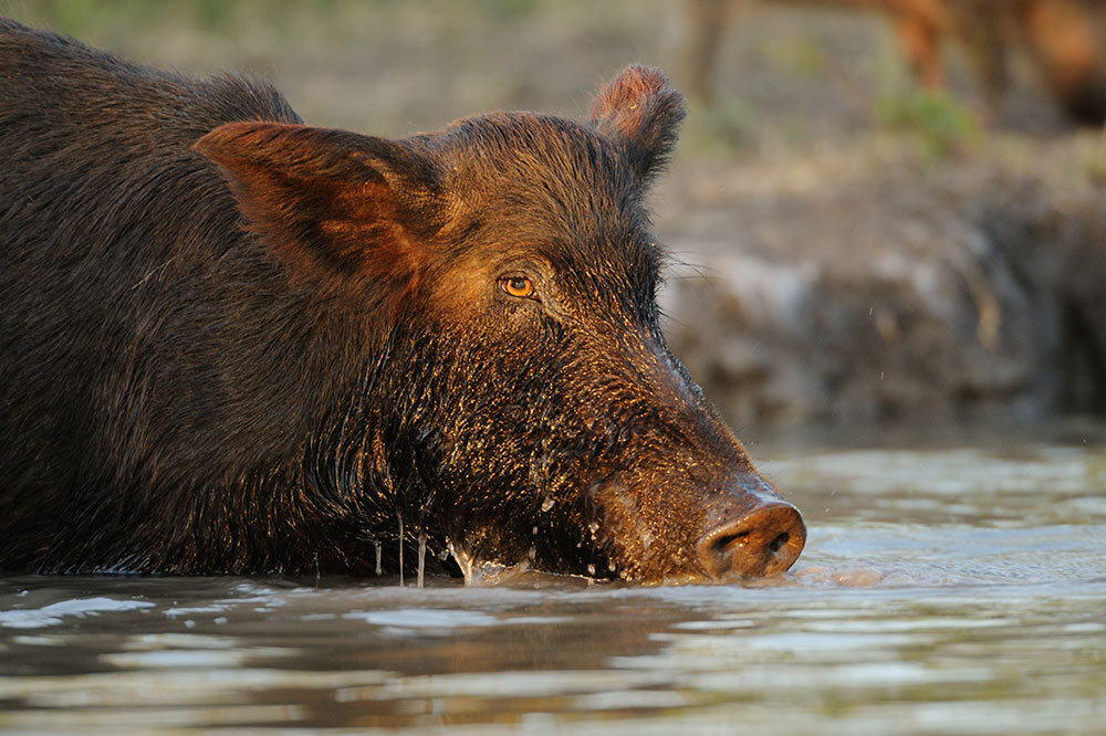 a feral hog drinking from a river