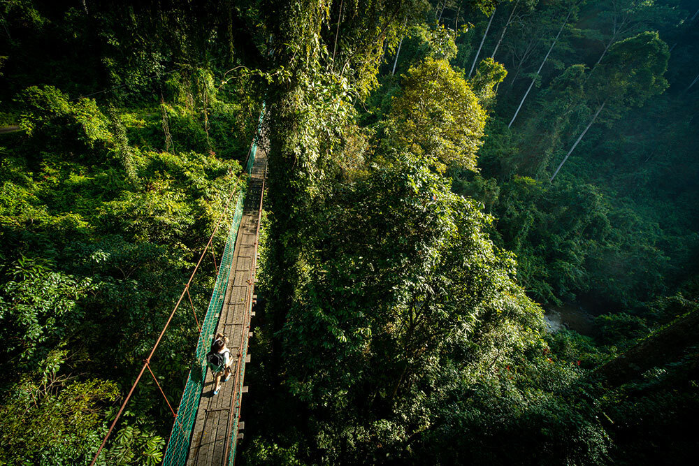 A picture of people crossing a suspended bridge in a jungle