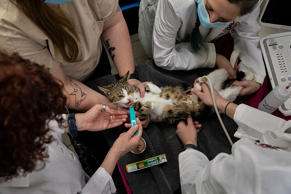 a cat getting an ultrasound