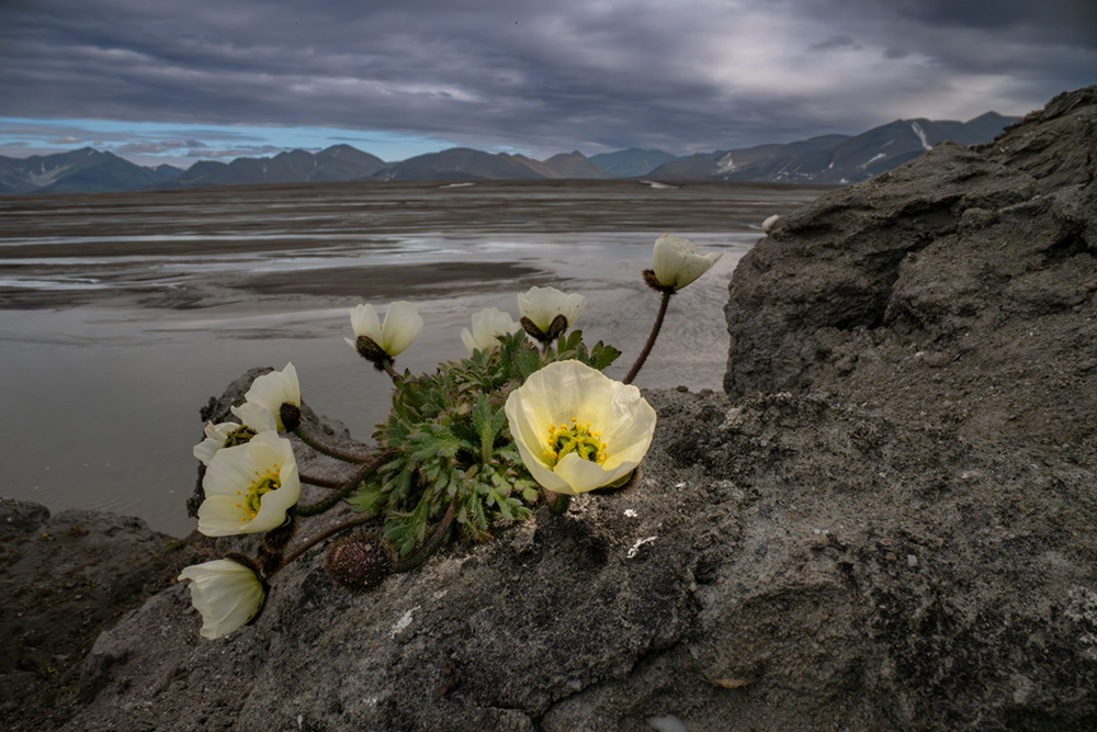 A yellow flower blooming at the top of a mountain