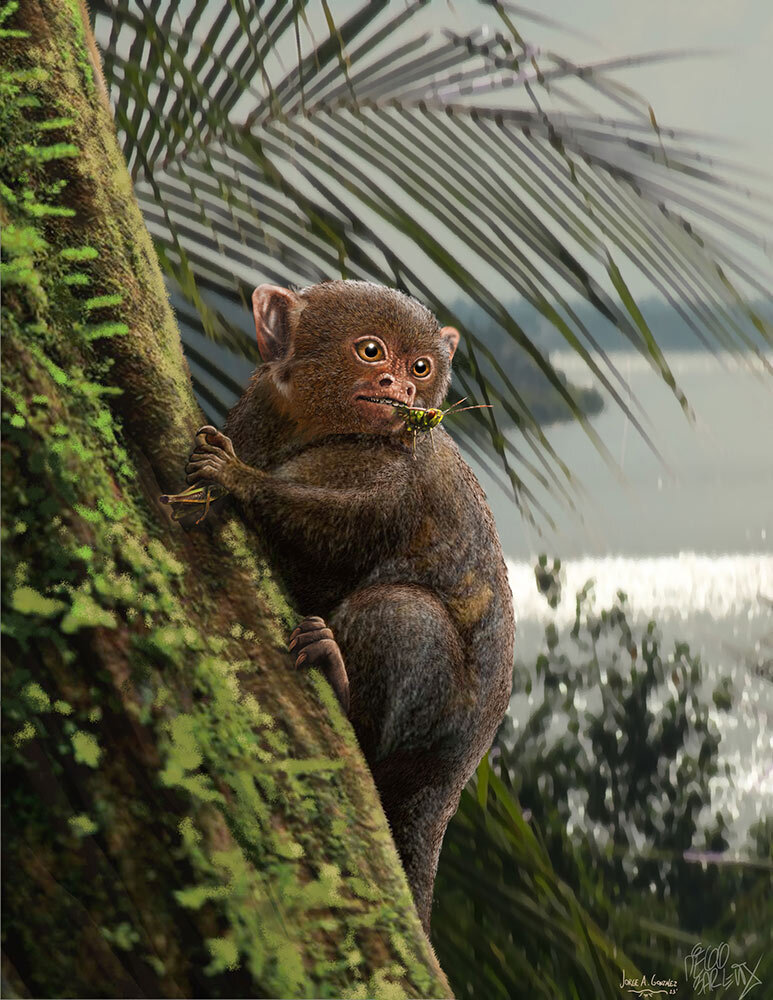 Ashaninkacebus simpsoni is an extinct primate that lived in Brazil more than 30 million years ago