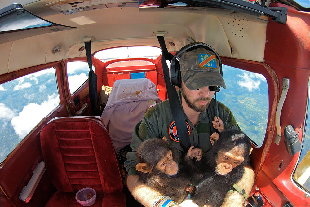 Anthony Caere, a pilot for Virunga National Park in the Democratic Republic of the Congo, cradles Felix and Mara as he flies them to Lwiro Primates Rehabilitation Center.