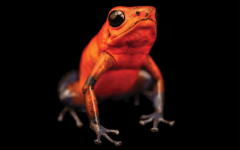 These type of frogs can be yellow, orange, pink, green, black, blue, or silver—but they are never disappointing.  