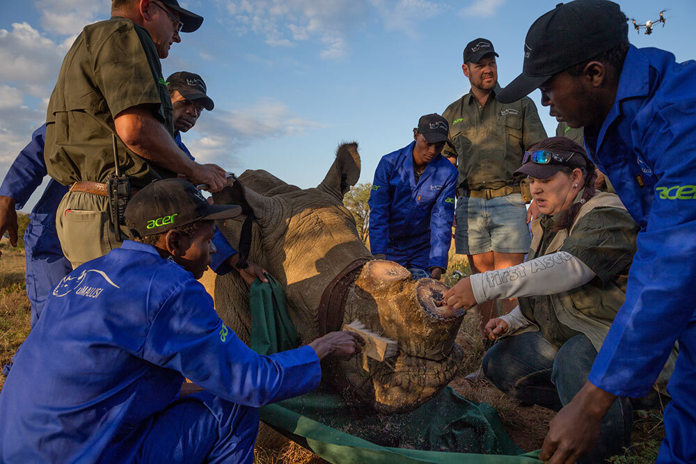 Veterinarian treats a wounded rhino