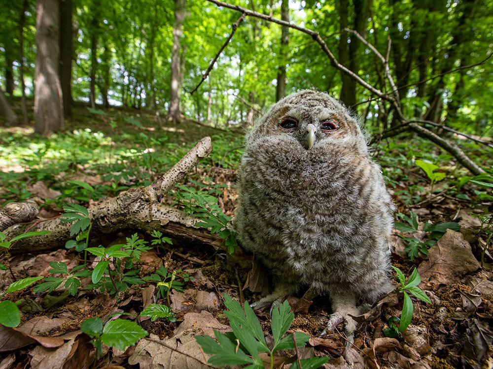 A juvenile owl on the forest floor