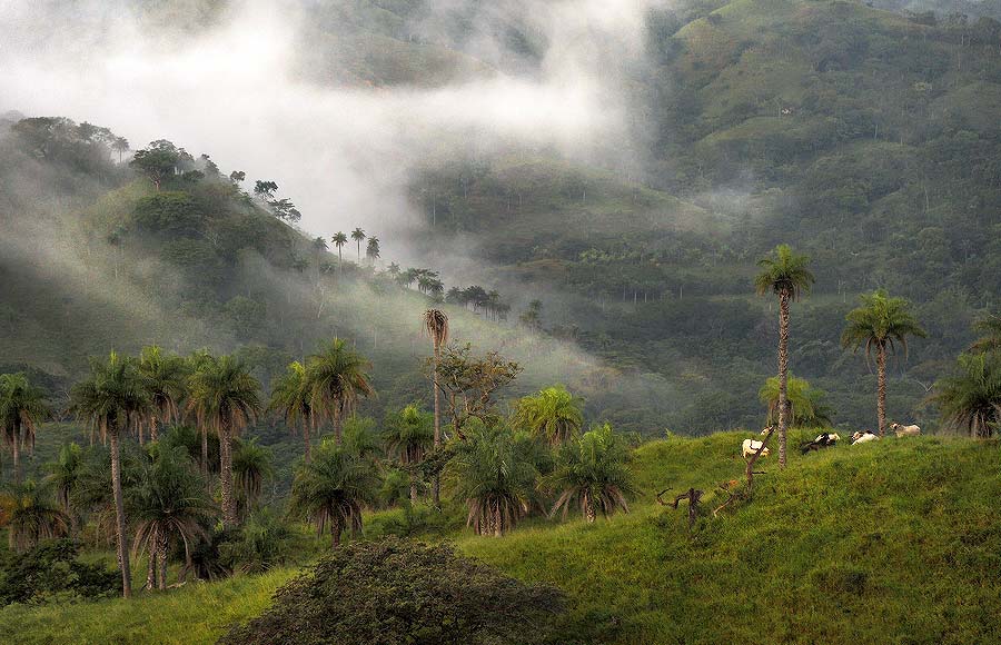 Cloud Forest in Monteverde, Costa Rica.