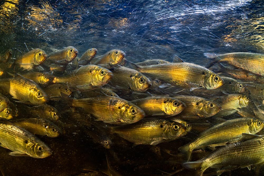 An abundant school of gold-reflecting Alefish migrate under shallow waters.