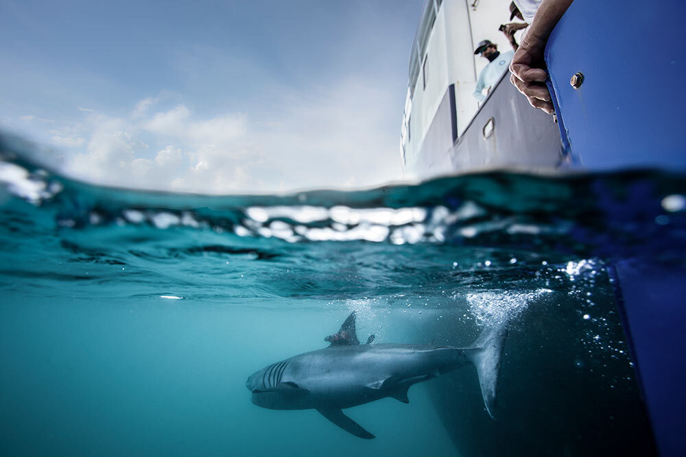 a shark swimming next to a boat