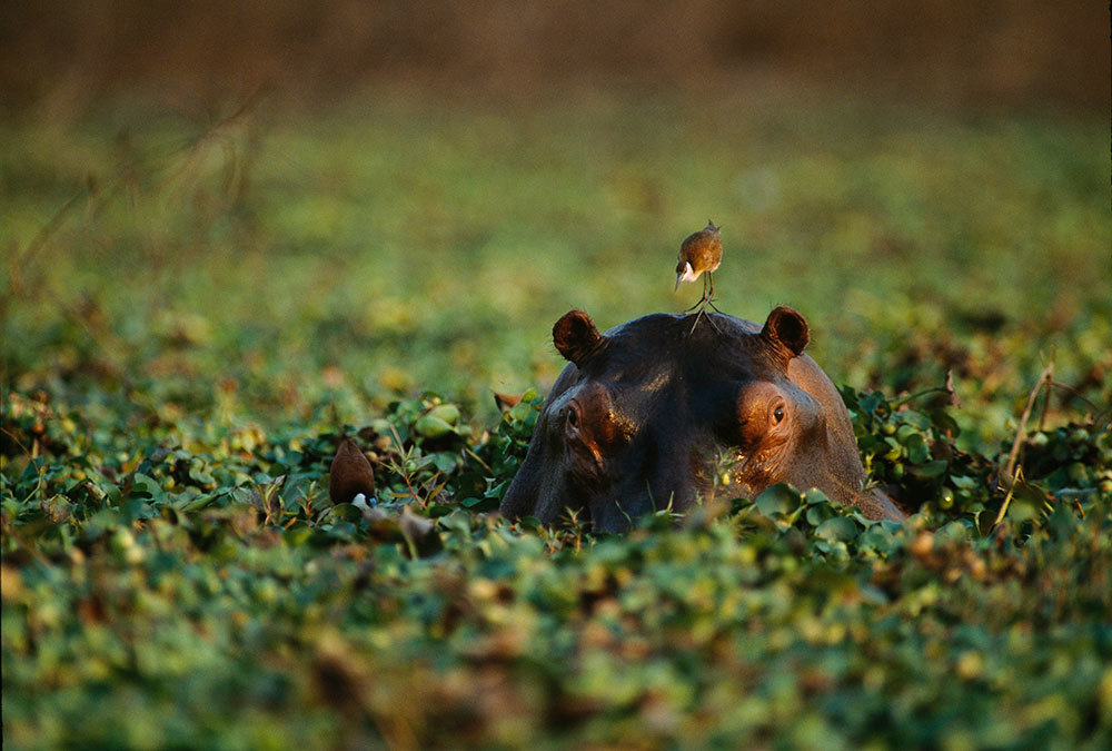 A picture of a hippo with a bird on its head