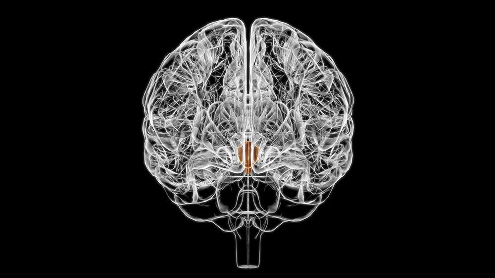 The brain’s hypothalamus, shown in brown