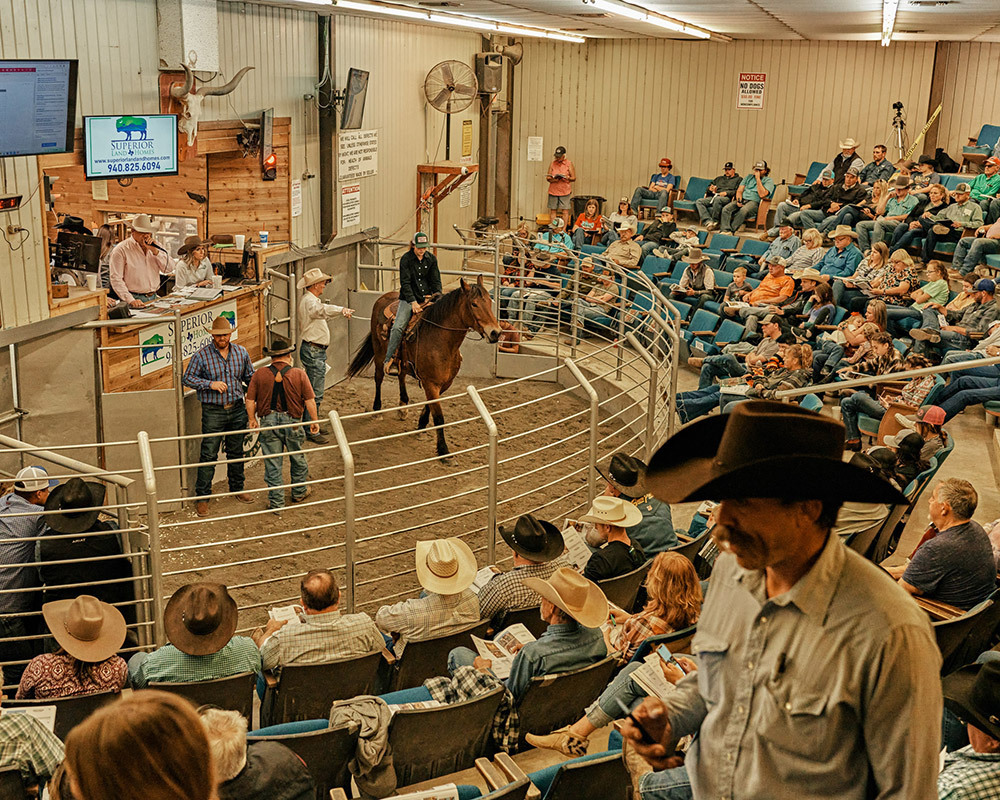 A horse is presented at a livestock sale