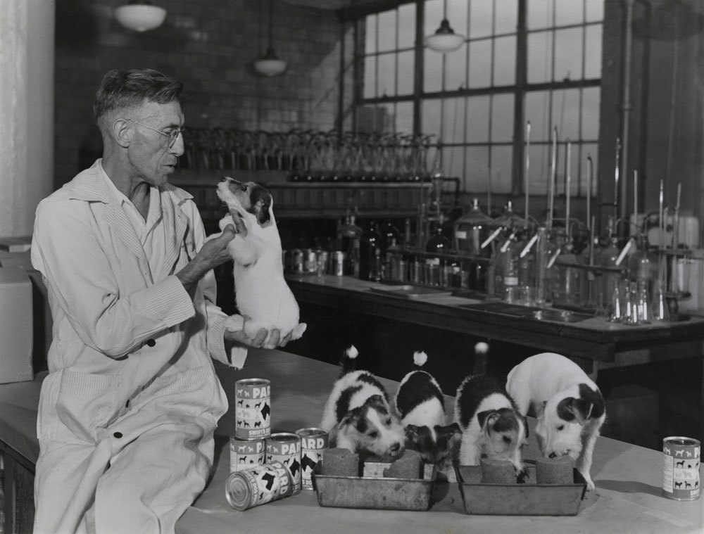 Puppies eating at a Chicago-based dog food lab, 1942