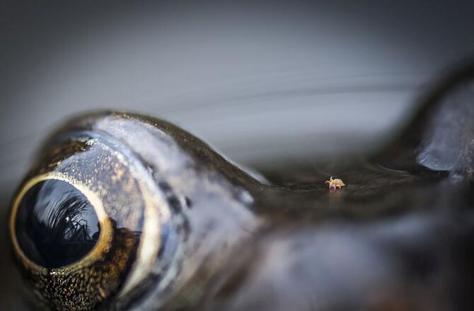 mite on frog