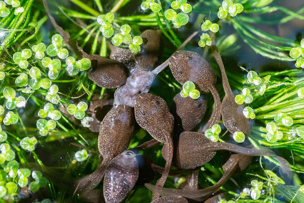 A picture of a group of tadpoles eating a dead tadpole