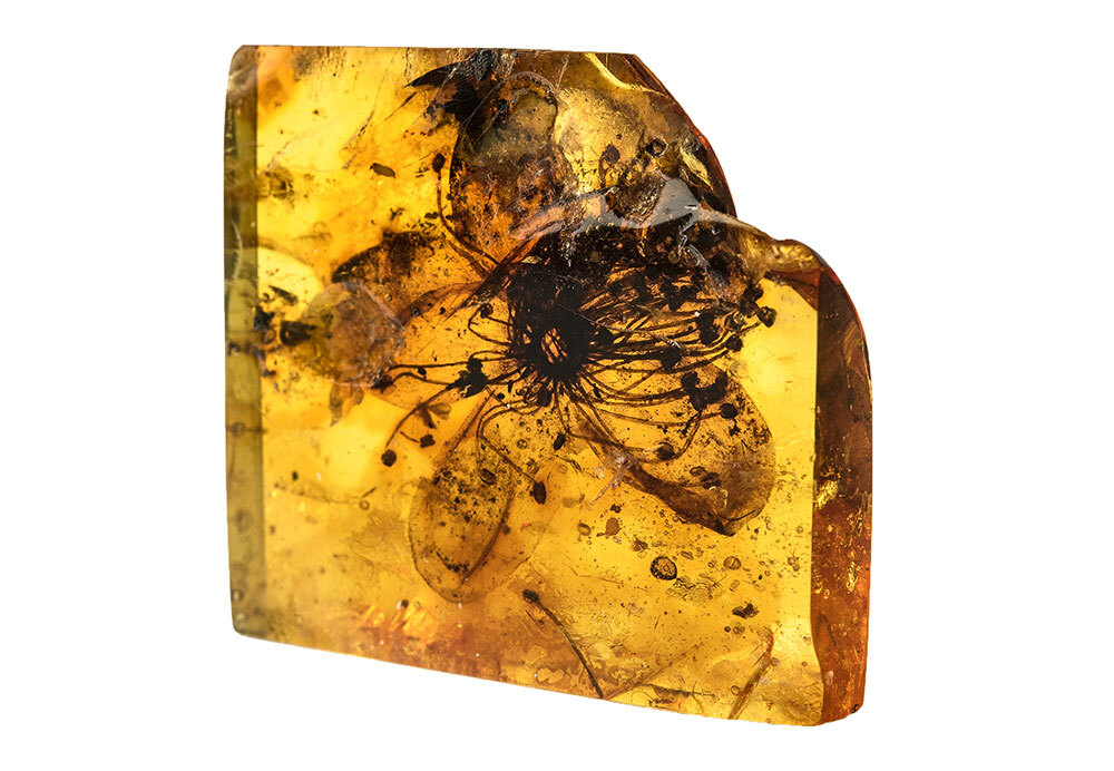 An amber fossil