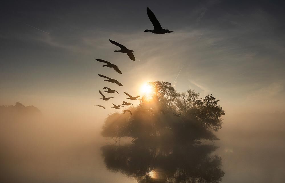 A flock of swans fly in formation above a misty pond as the sun rises from the horizon.