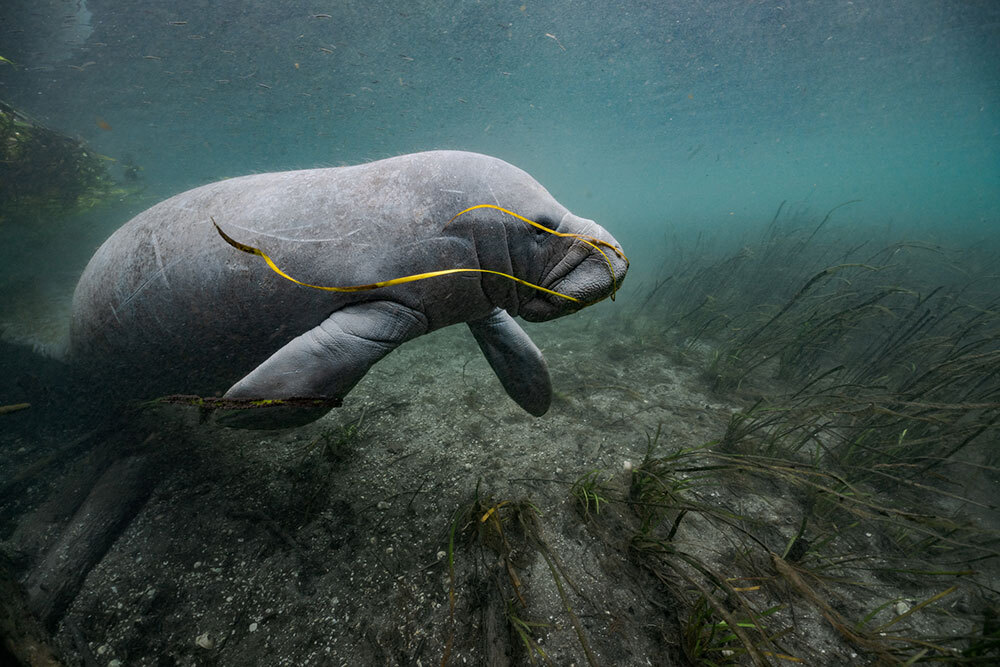 A manatee swimming