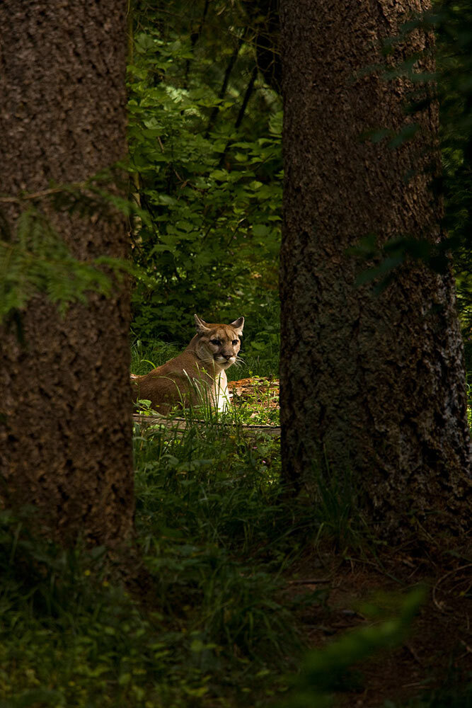 a cougar in the woods