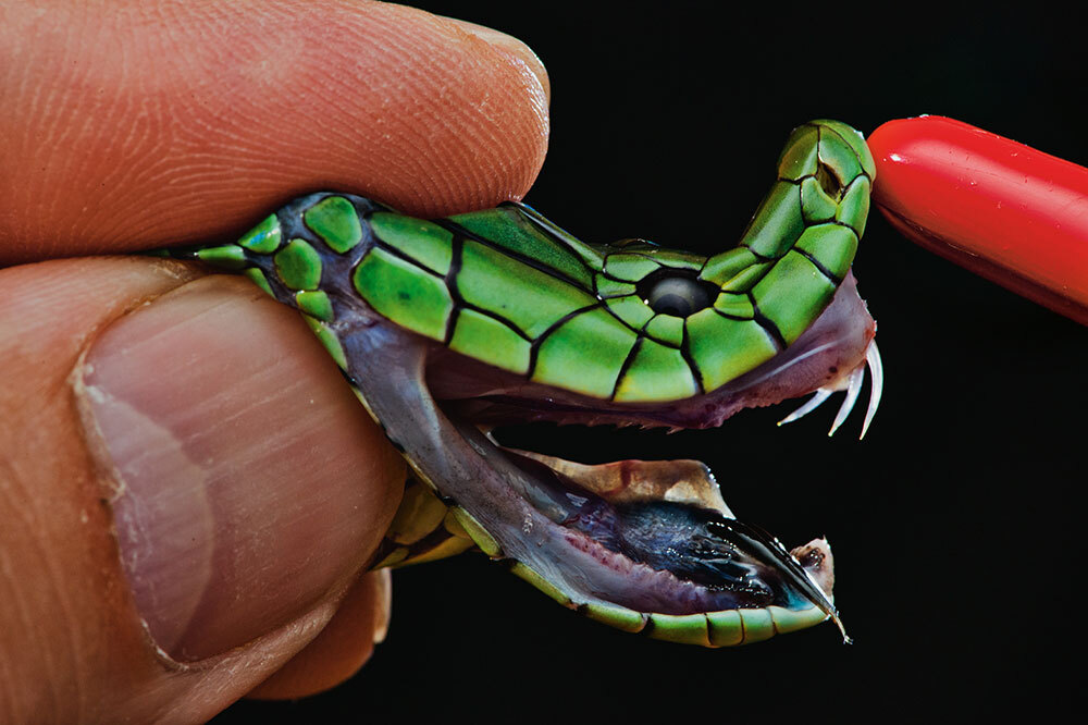 A person holds the head of a Jameson’s mamba, revealing its hollow fangs.