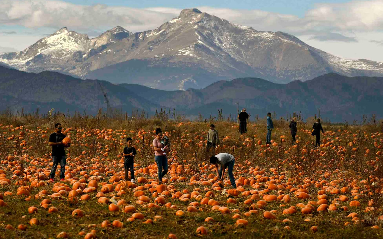 Visitors pick their own pumpkins at Rock Creek Farm Pumpkin Patch in Colorado.