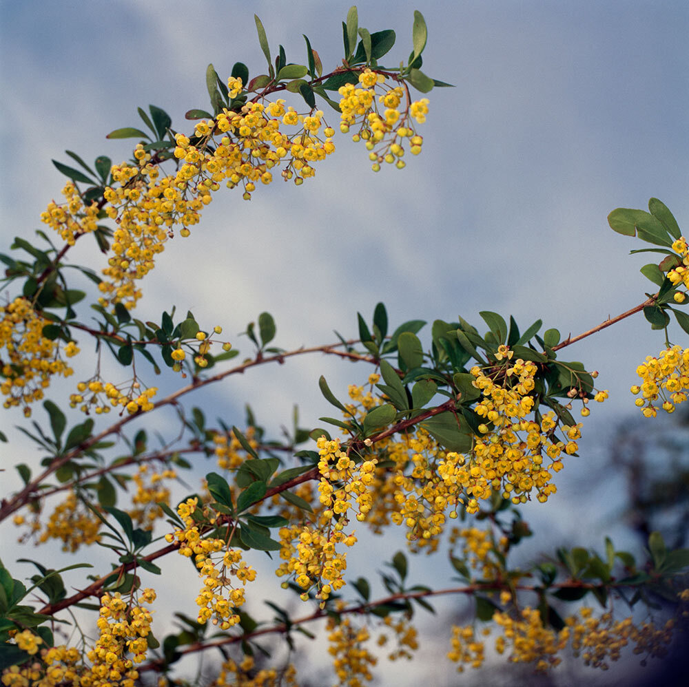 The American barberry plant (Berberis canadensis), is one source of the popular supplement, berberine. It can be found in mountains and Piedmont areas of North Carolina.