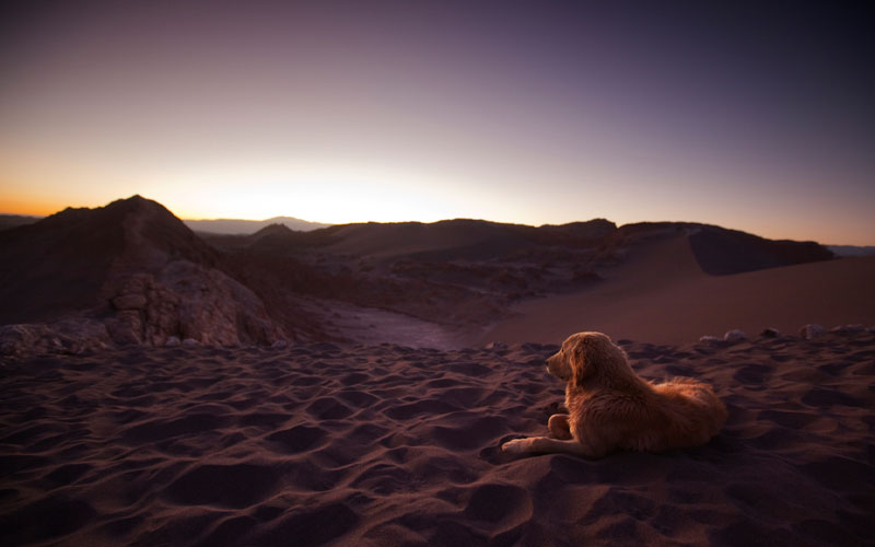 A golden retriever rests in the Valley of the Moon in Chile's Atacama Desert. 