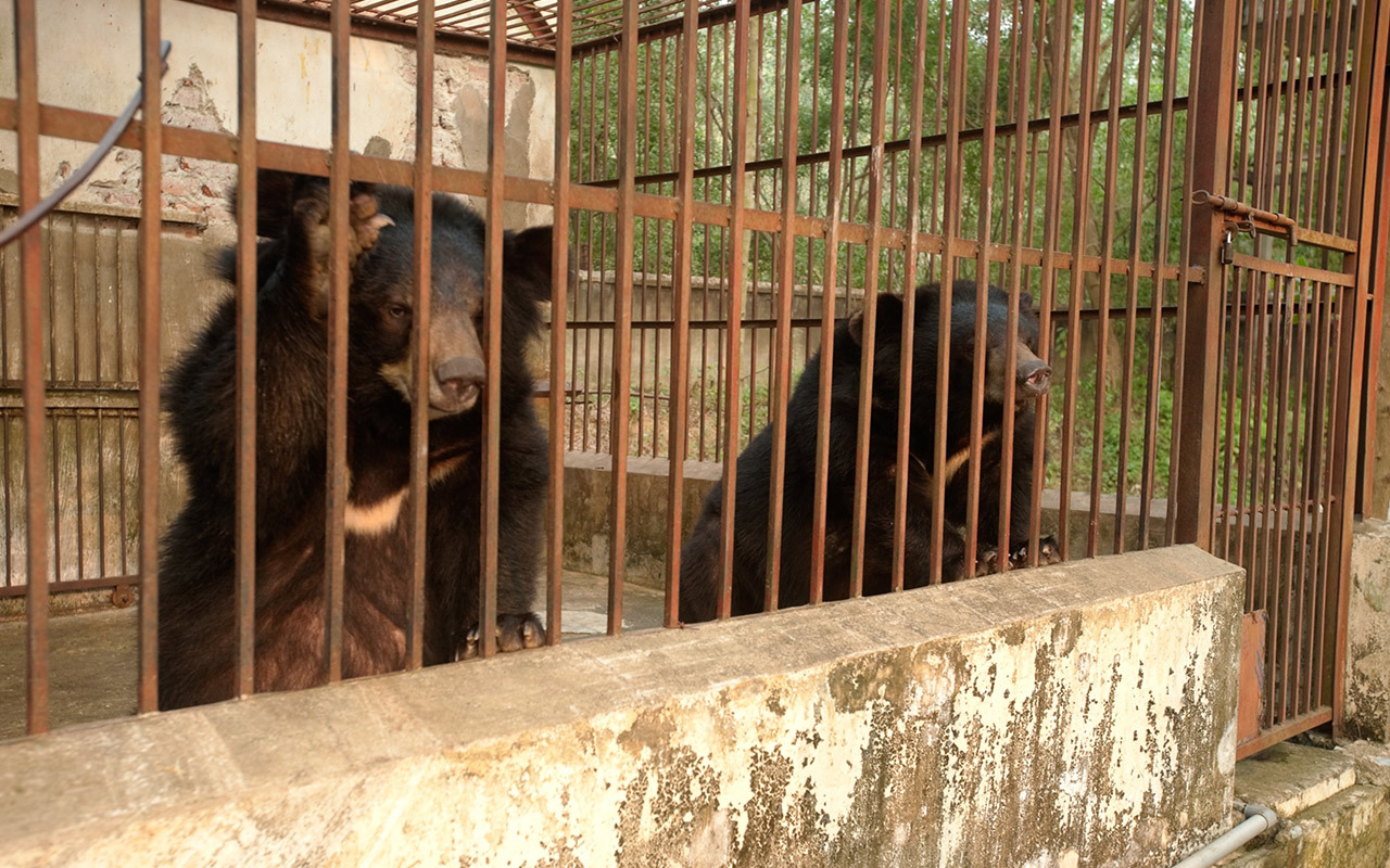 As bear farms close in Vietnam, many consumers of bear bile for traditional medicine say they’re “apathetic” about the product’s continued availability, according to a new study.