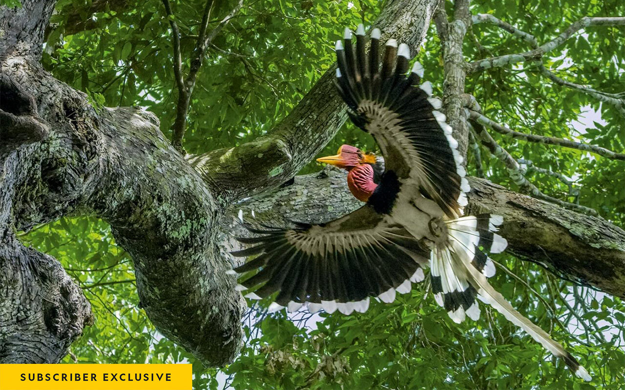 In a forest in southern Thailand, a male helmeted hornbill approaches a tree where his mate and chick have been sequestered for months, relying on him to bring food.