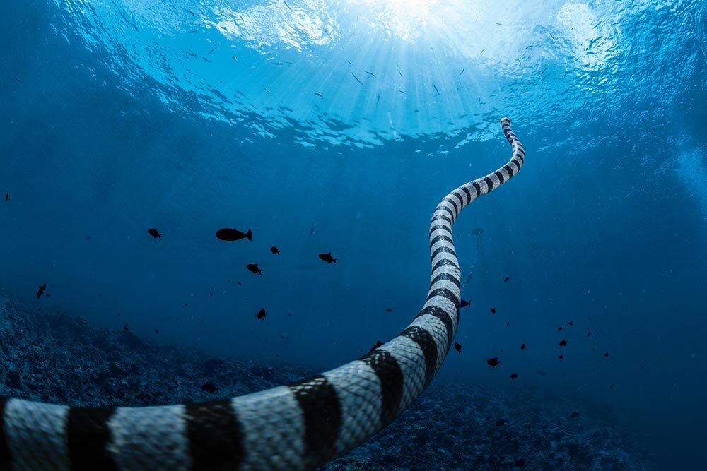 A banded sea krait swims toward the ocean’s surface for a breath of air.