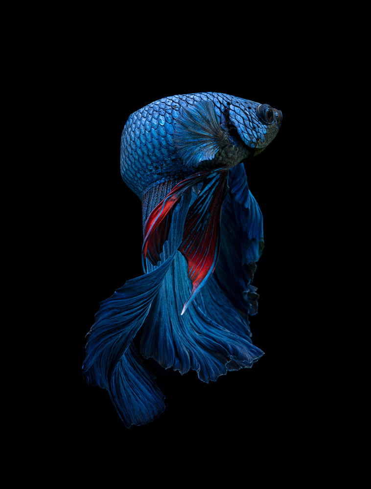 Betta fish