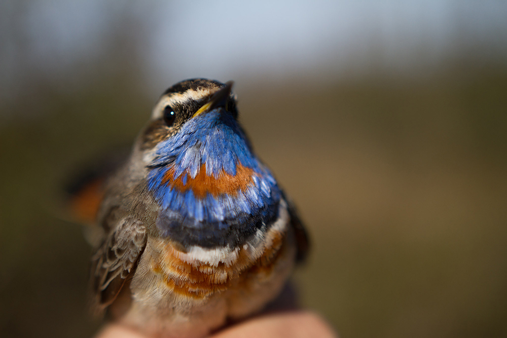 A close up view of a bird, a large patch of blue fills its neck and chest with small patches of orange, gray, and white.