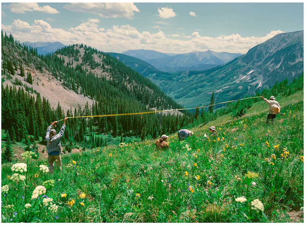 Scientist David Inouye and his son stretch a measuring tape across a research plot while other scientists catalog a field of aspen sunflowers