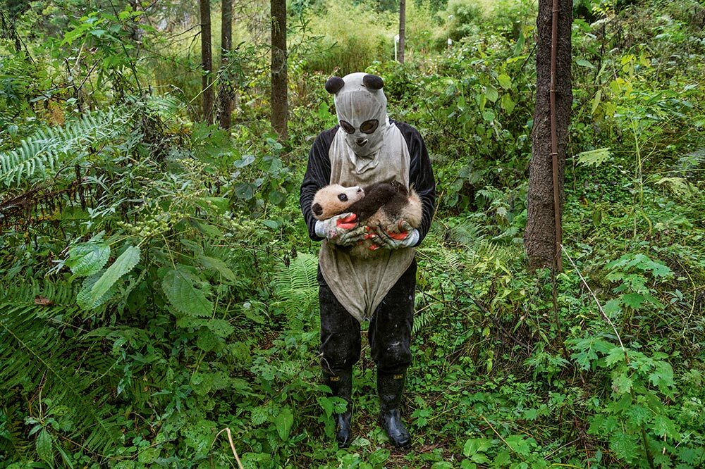 Is a panda cub fooled by a panda suit? That’s the hope at Wolong’s Hetaoping center, where captive-bred bears training for life in the wild are kept relatively sheltered from human contact, even during a rare hands-on checkup.
