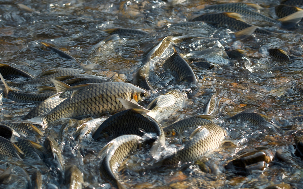 This freshwater fish species, Hypsibarbus salweenensis—a type of carp— responds well to being protected in a reserve.