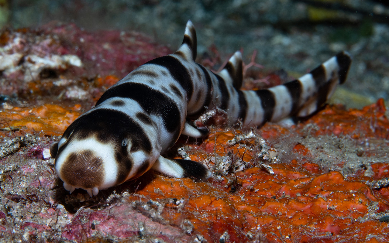 The leopard epaulette shark (Hemiscyllium michaeli) is a species of walking shark found in coral reefs in the Milne Bay region of eastern Papua New Guinea.