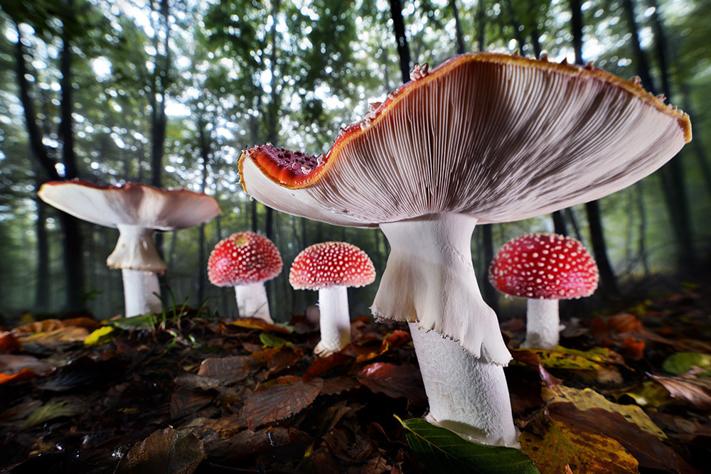 Detail of Amanita mascara in the woods