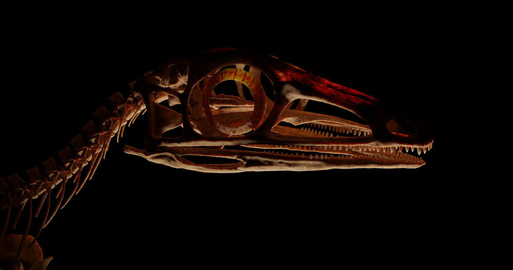 A skull of a dinosaur with a long face and large eye sockets