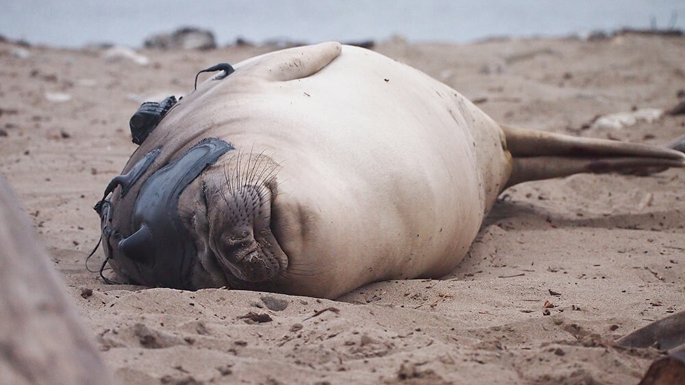 Elephant seals